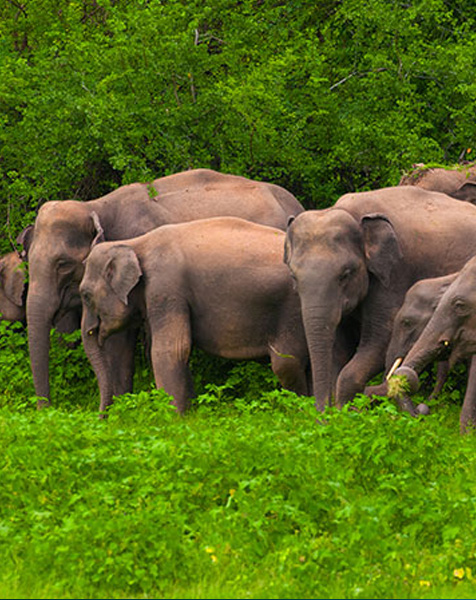 Things To Do in Sri Lanka
