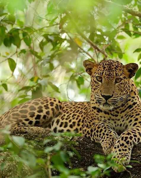 Things To Do in Sri Lanka